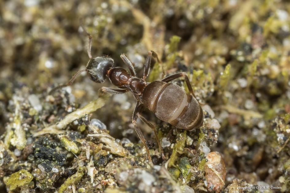 De eerste... - Geleedpotigen - Bosmier