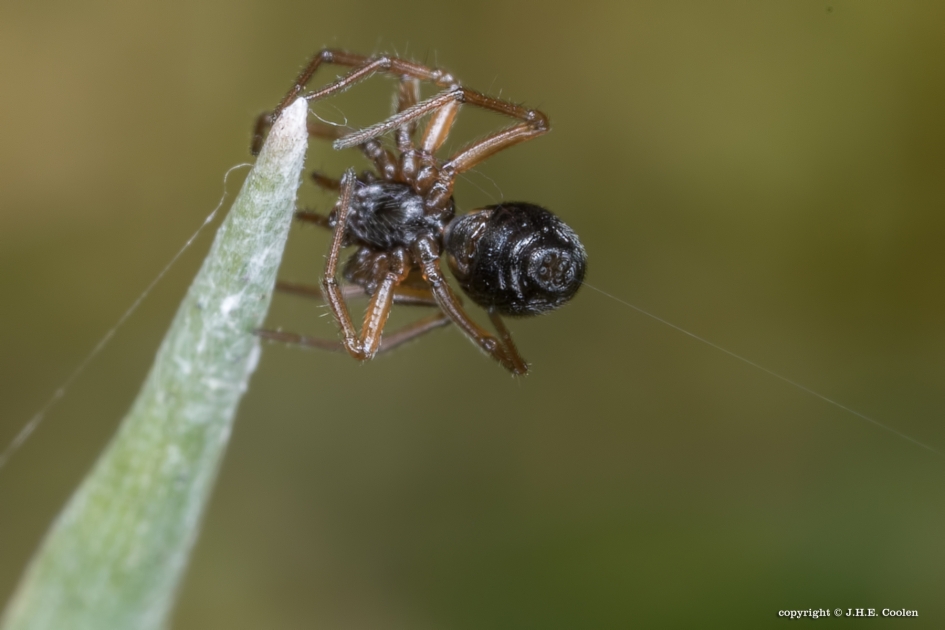 De eerste draden.... - Geleedpotigen - spin