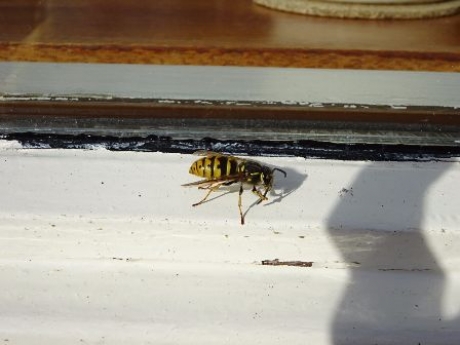 de eerste wesp gesignaleerd