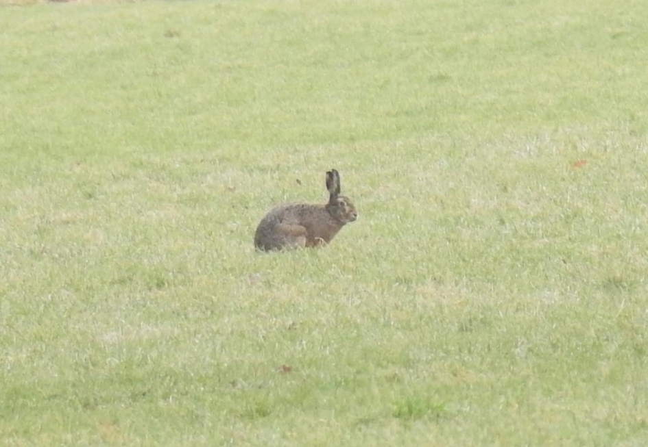 De hazen laten zich weer zien. - Zoogdieren - Haas