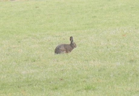 De hazen laten zich weer zien.