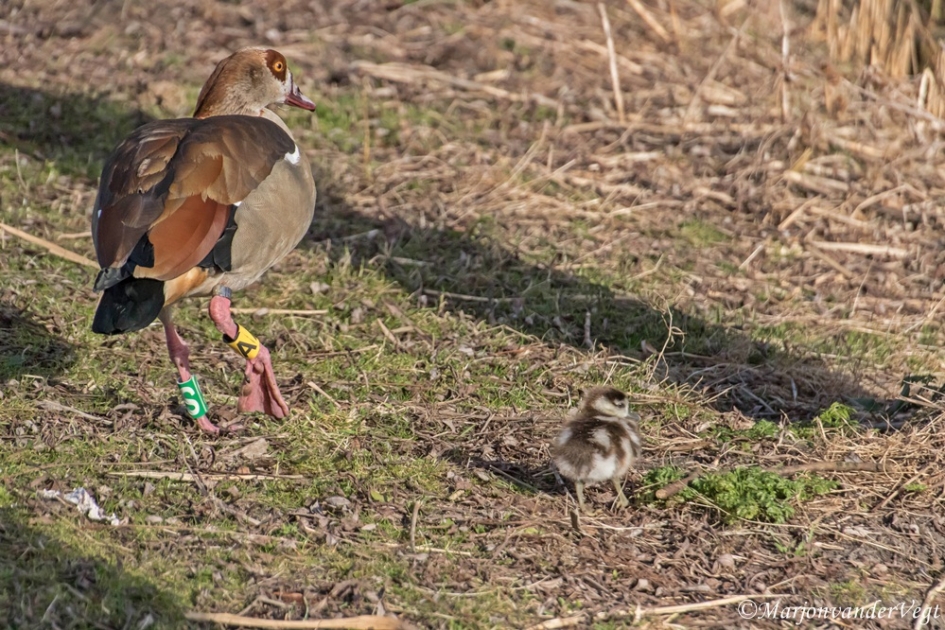 Vroege vogels - Vogels - Nijlganzen