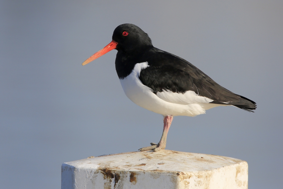 De Oesterpikker ... - Vogels - Scholekster