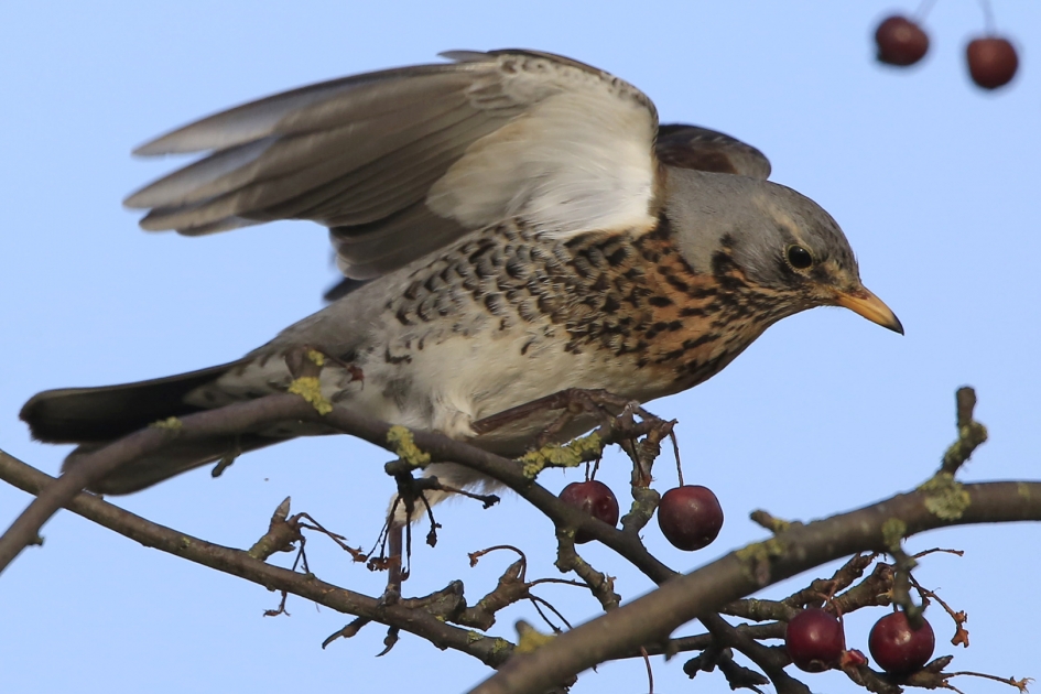 De oogst slinkt ... - Vogels - Kramsvogel
