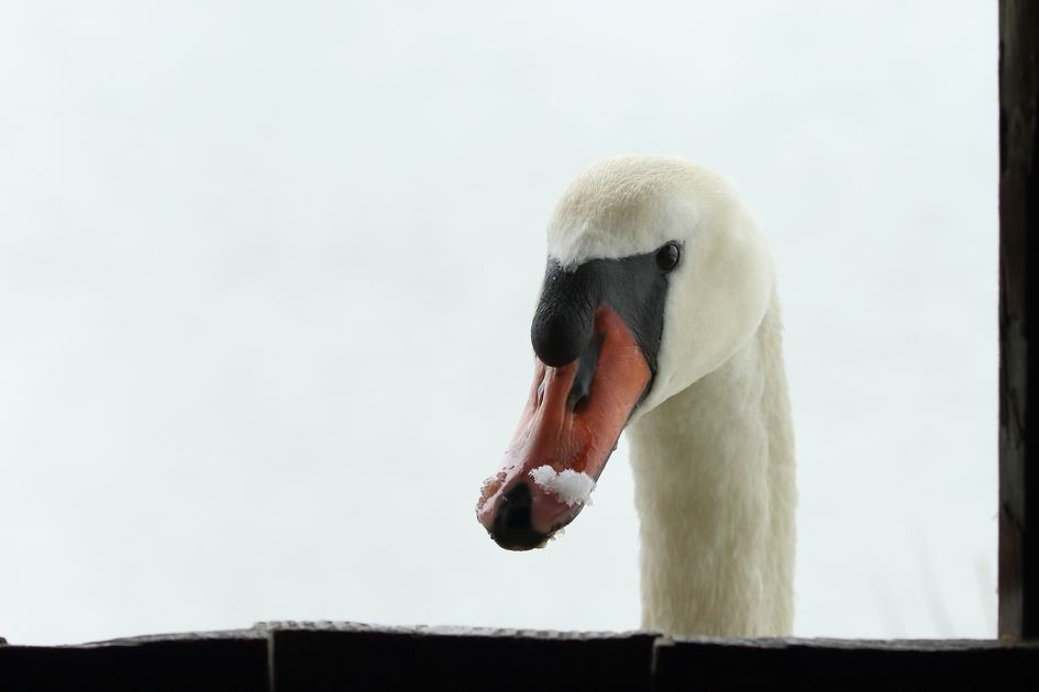 de sneeuwschuiver - Vogels - 
