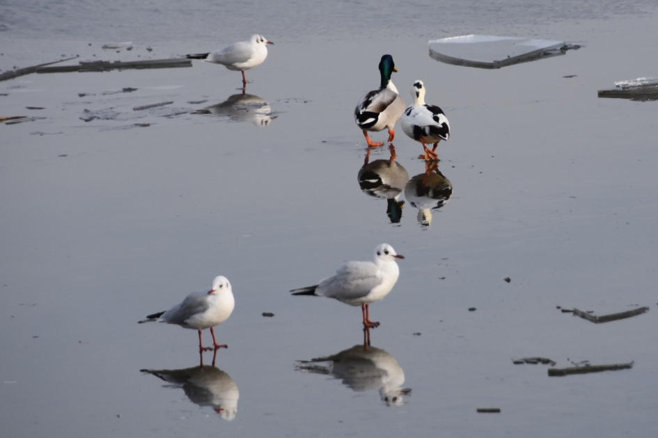 De woerd stond te wachten... - Vogels - 