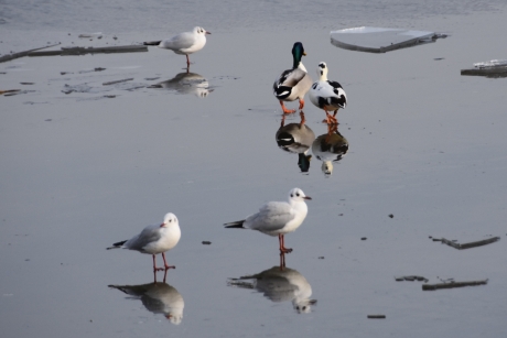 De woerd stond te wachten...