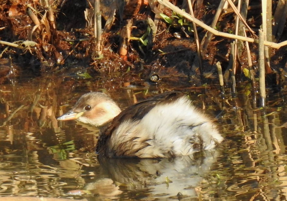 Dodaarsje in het riet - Vogels - Dodaars