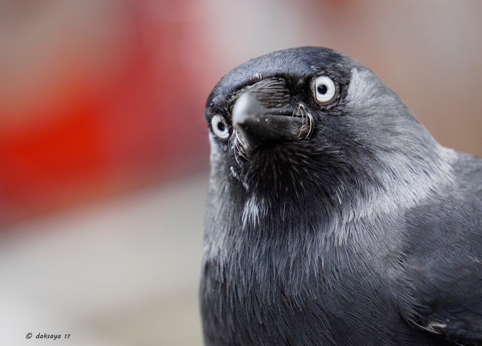 Doordringende blik - Vogels - 