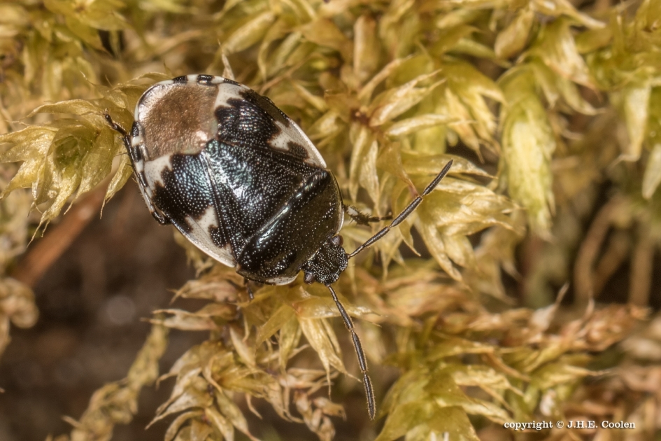 Doveneteldoornwants - Geleedpotigen - Doveneteldoornwants