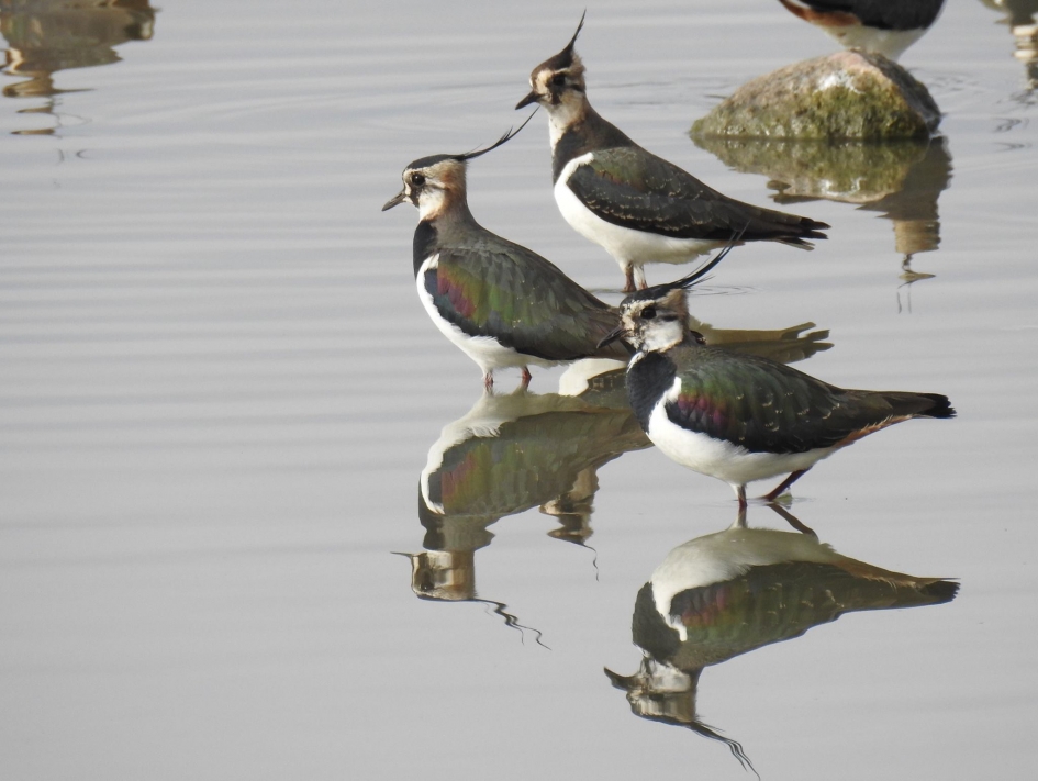Drie maal twee is zes - Vogels - Kievit