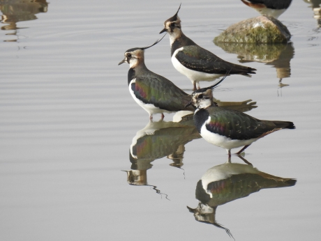 Drie maal twee is zes