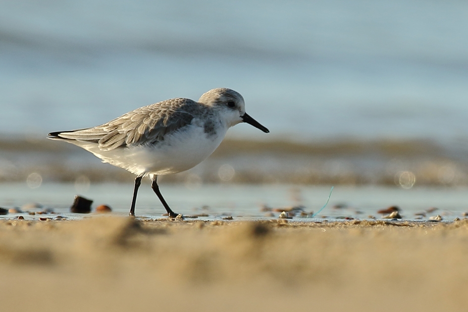 drieteenstrandloper - Vogels - 