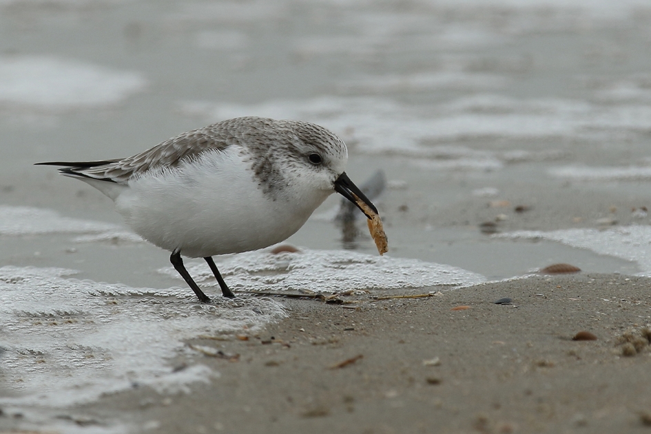 drieteenstrandloper - Vogels - 