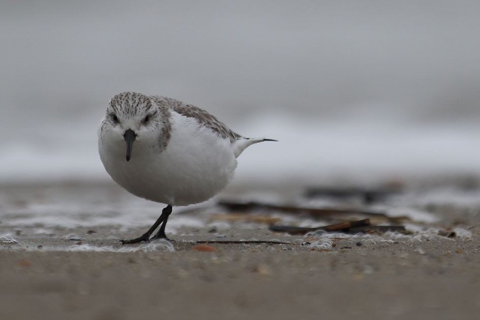 drieteenstrandloper - Vogels - 