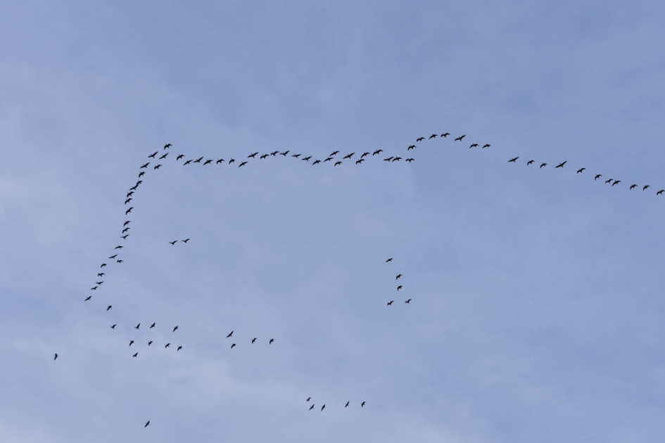 Druk in de lucht - Vogels - 
