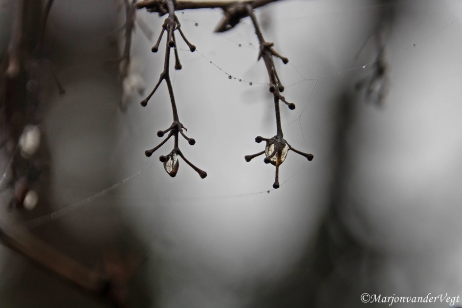 druppels - Planten - druppels