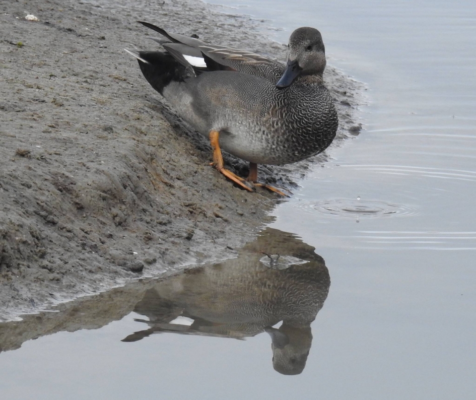 Dubbelportret - Vogels - Krakeend