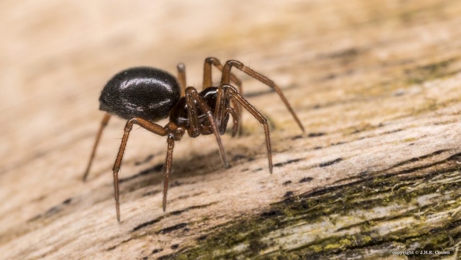 Dwergspin - Geleedpotigen - Dwergspin