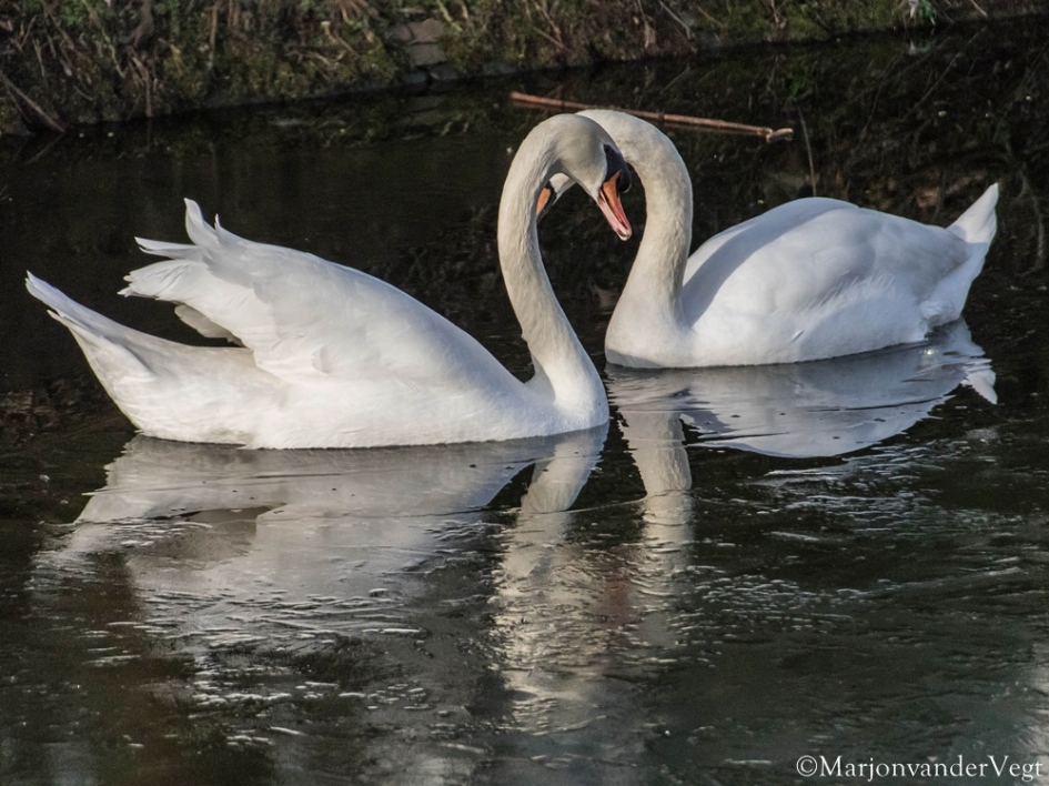 Echte Liefde - Vogels - Zwanen