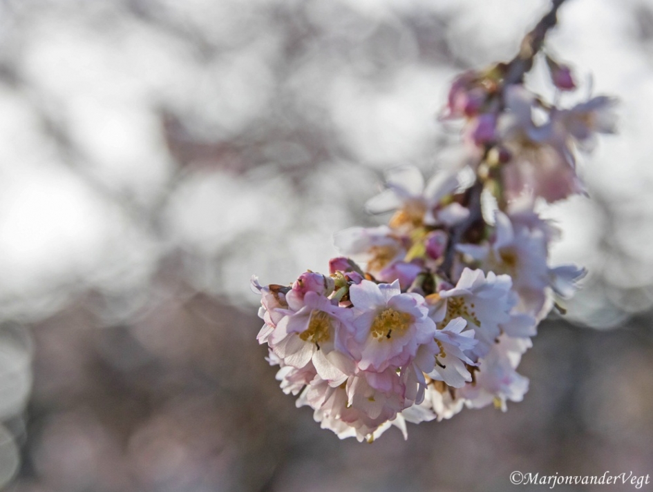 Een bosje Roze Sierkers - Planten - japanse sierkers