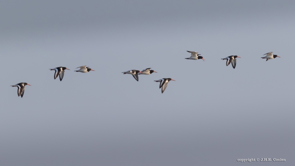 Een lijntje.... - Vogels - Scholekster