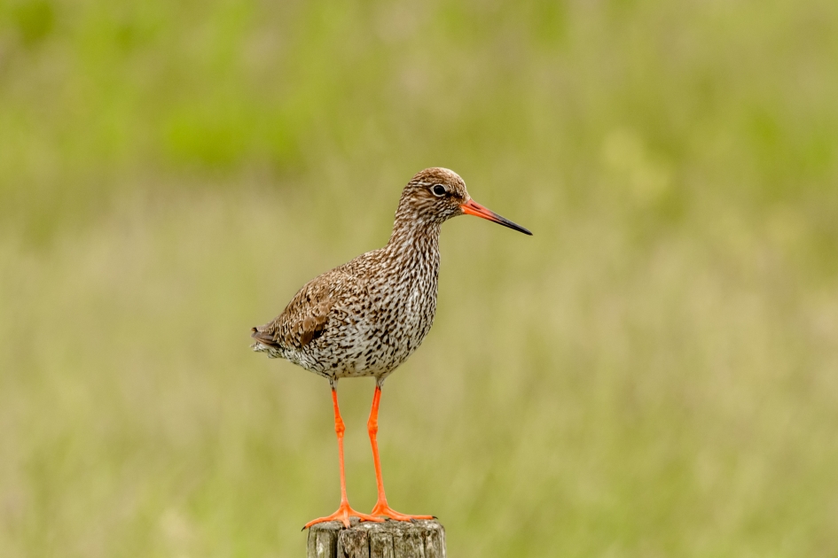 Een tureluur staat op de uitkijk - Vogels - Tureluur