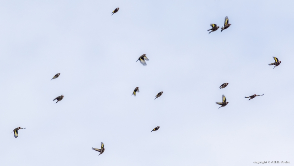 Een vlucht.... - Vogels - Putter