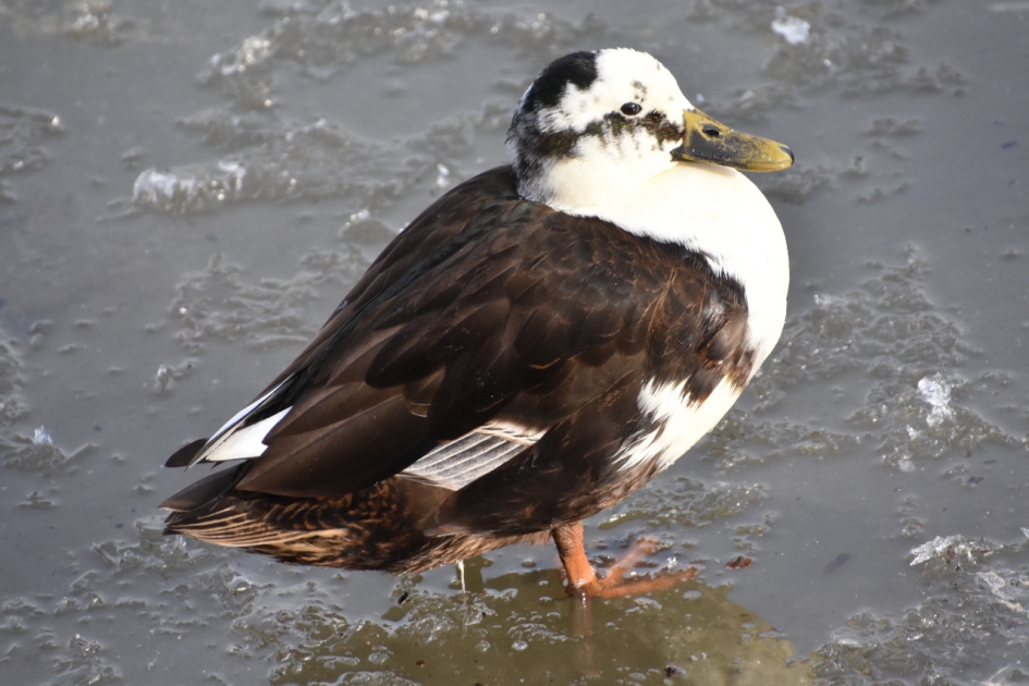 Eend in het ijs - Vogels - 