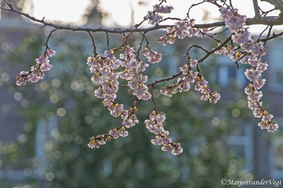 Eind Januari al in bloei - Planten - japanse sierkers