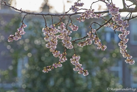 Eind Januari al in bloei