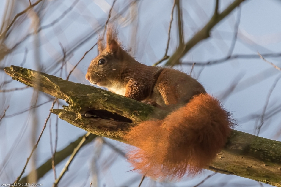 Eindelijk... - Zoogdieren - Eekhoorn