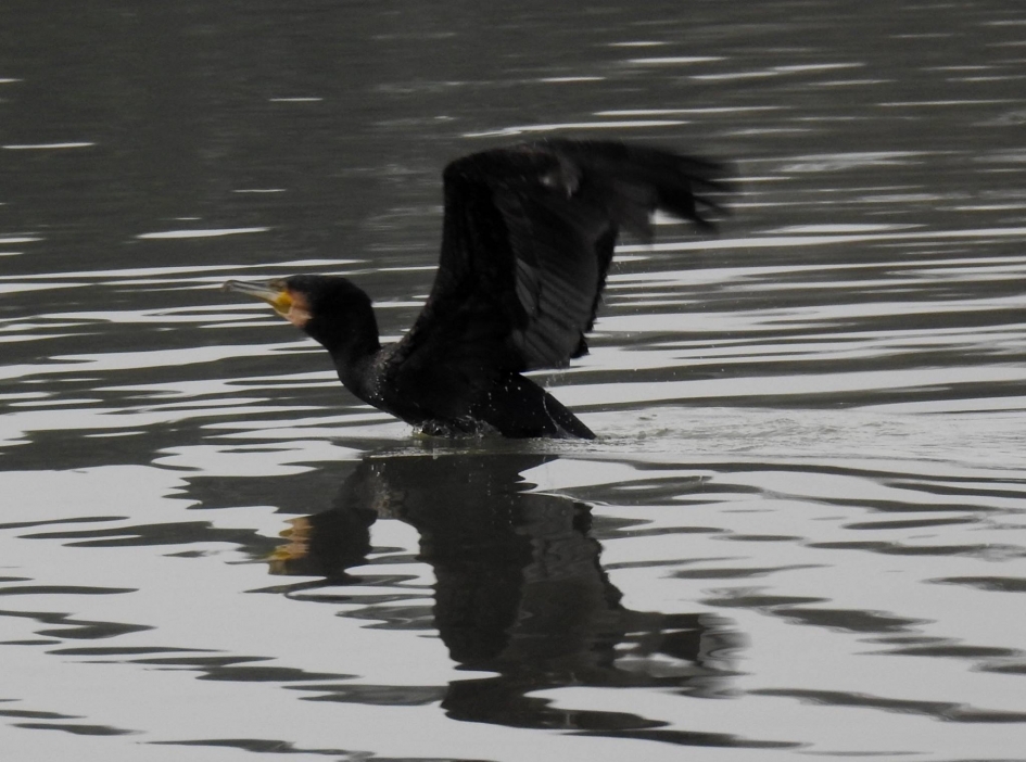En dan nu de lucht in. - Vogels - Aalscholver