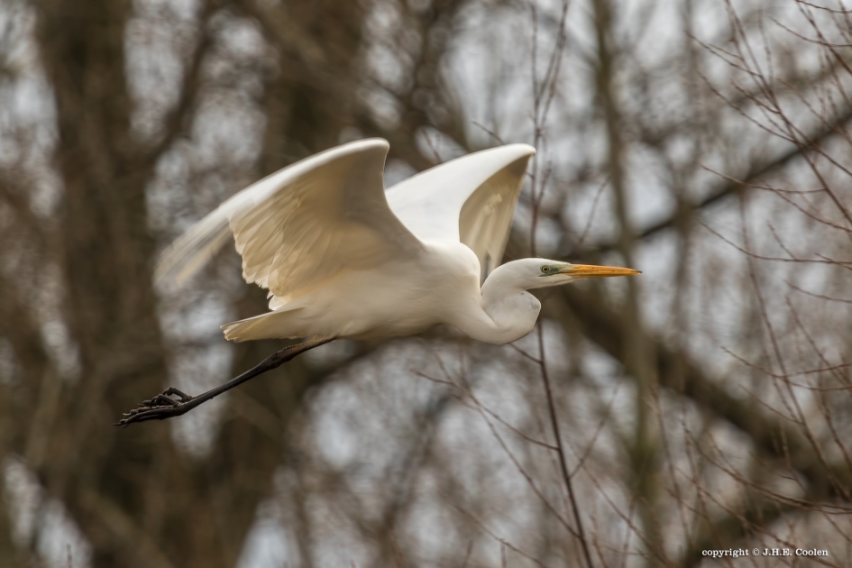 En weg... - Vogels - Grote zilverreiger