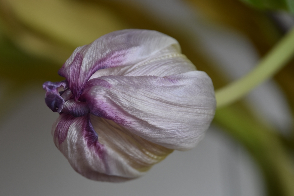 En zo zijn ze geworden na twee weken! - Planten - 