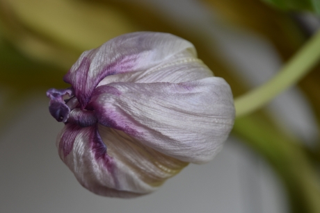 En zo zijn ze geworden na twee weken!