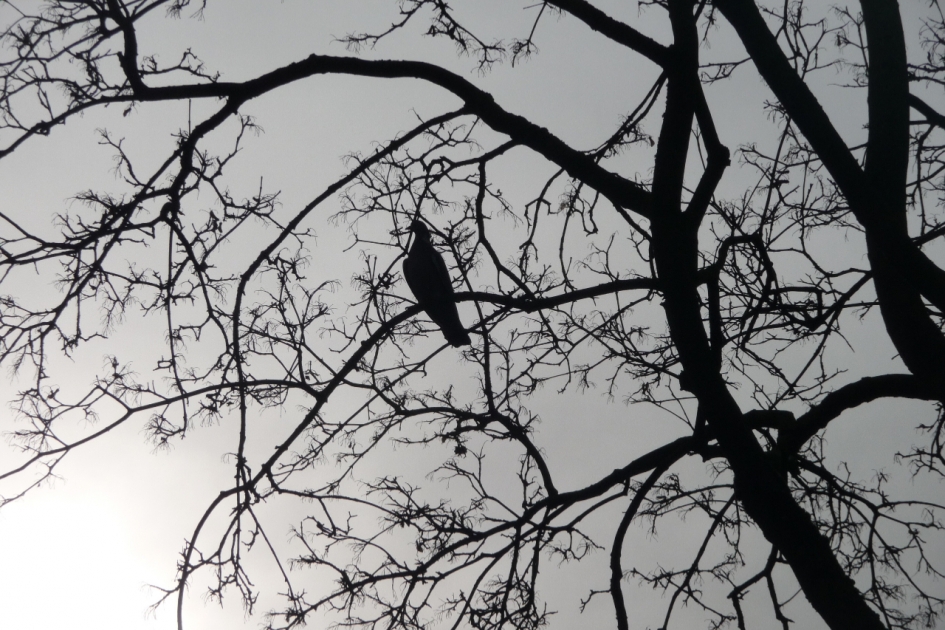 Even alleen.. - Vogels - 