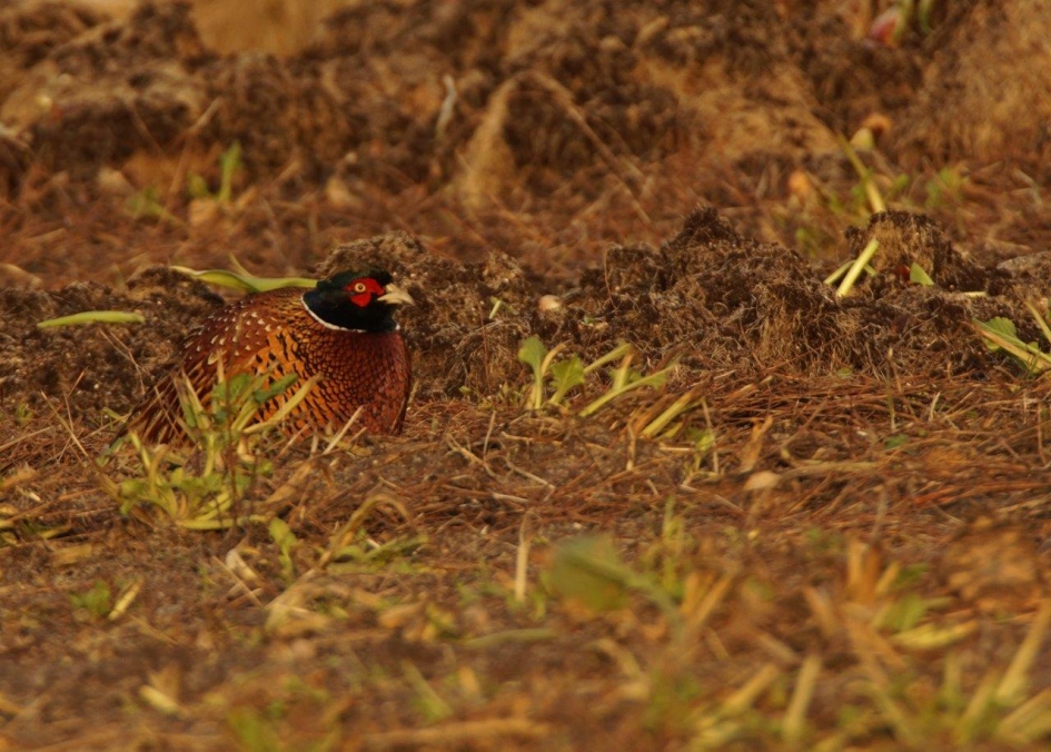 Fazant - Vogels - Fazant