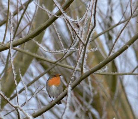 Feestelijke Rijpslingers.