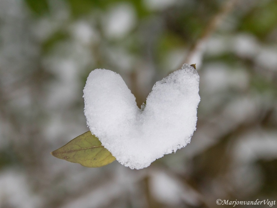 Fijne Valentijn voor iedereen ! - Planten - Sneeuwhart