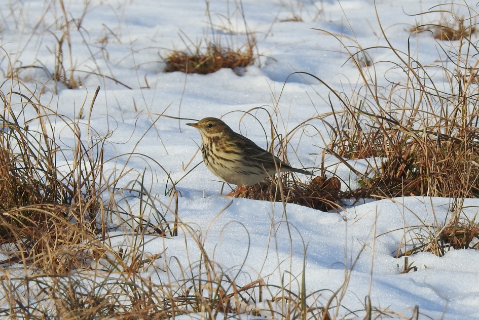 Foerageren in de sneeuw - Vogels - Graspieper