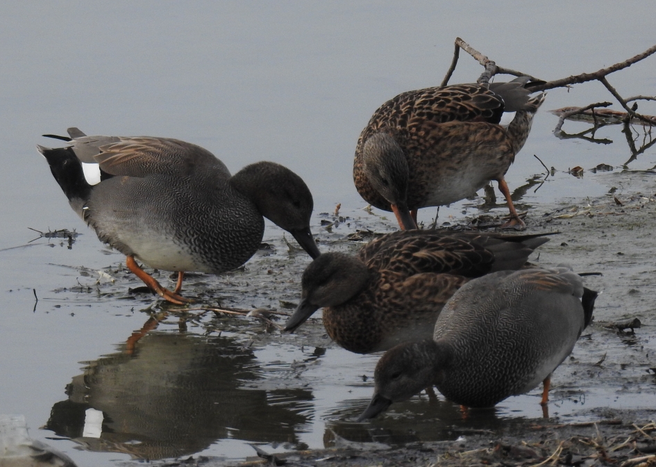 Foeragerende krakeenden - Vogels - Krakeend