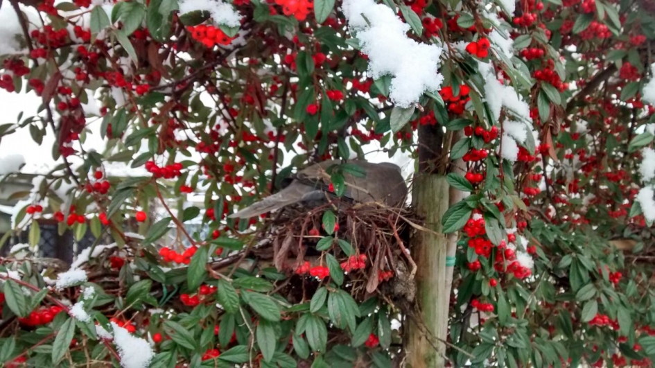 gebroed tortelduif in sneeuw - Vogels - tortelduif