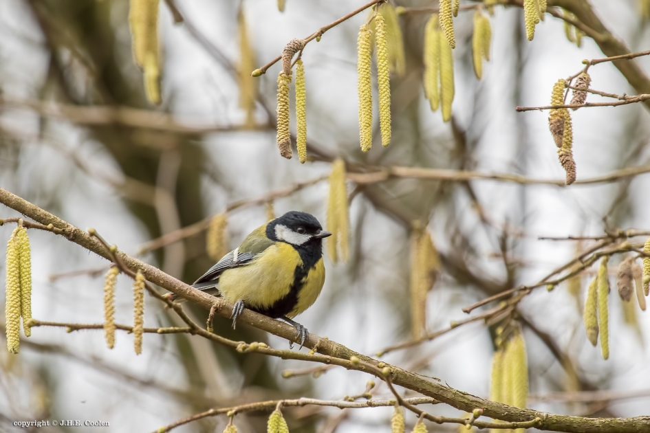 Geel - Vogels - Koolmees