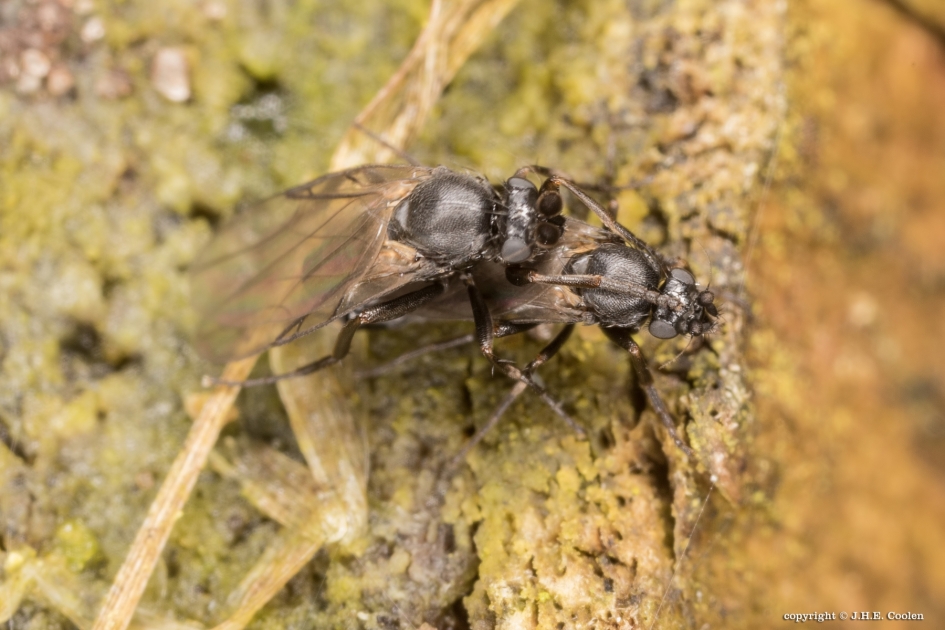 Geen verspilling van tijd. - Geleedpotigen - 