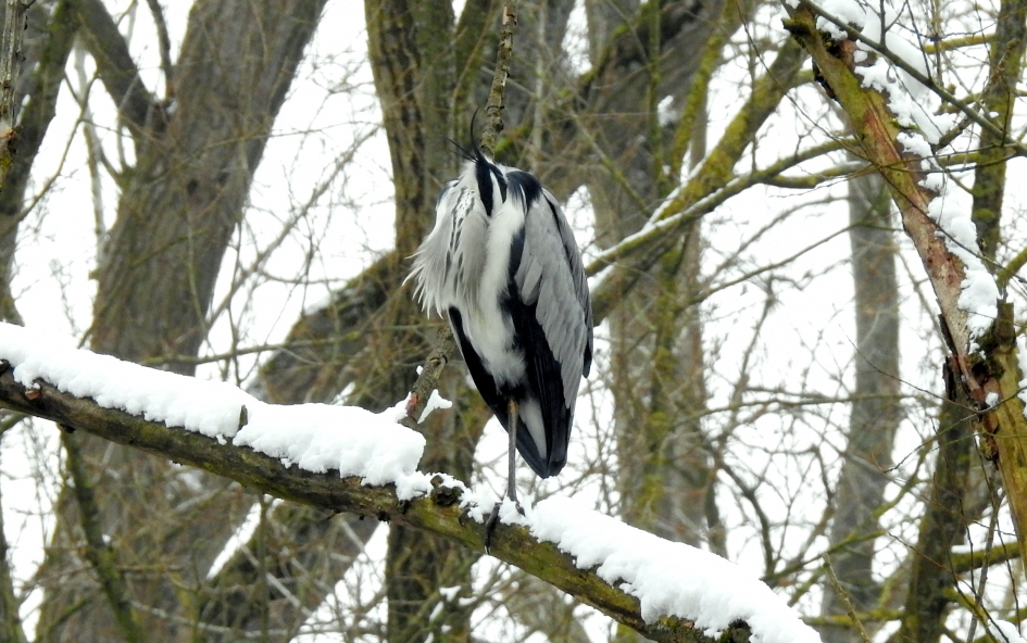 Geen zin vandaag - Vogels - Blauwe reiger