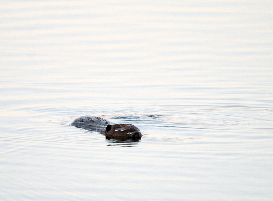 Gelukkig was het ijs niet zo dik - Zoogdieren - Bever