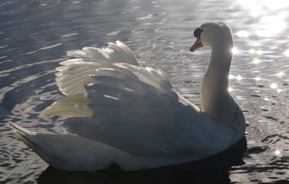 Genieten van de Laatste zonnestralen - Vogels - Knobbelzwaan