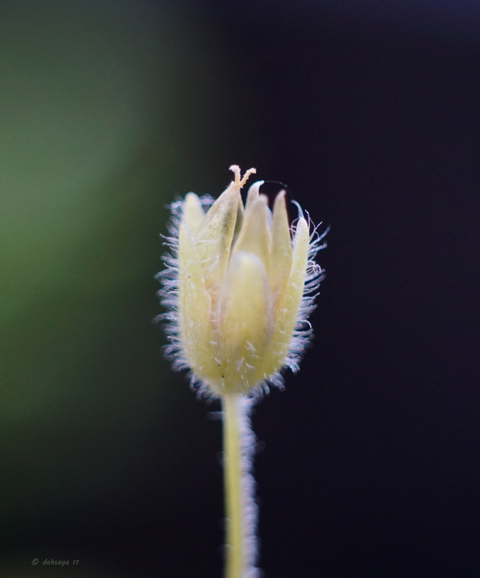 Gewone Hoornbloem - Planten - 