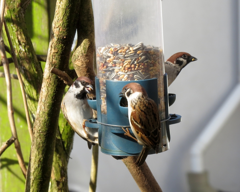 Gezamelijk eten - Vogels - Ringmus